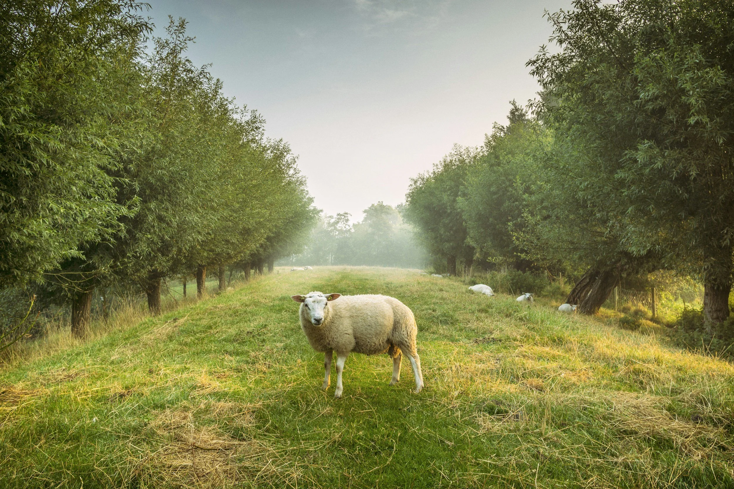 When Sheep Have No Shepherd&nbsp;
