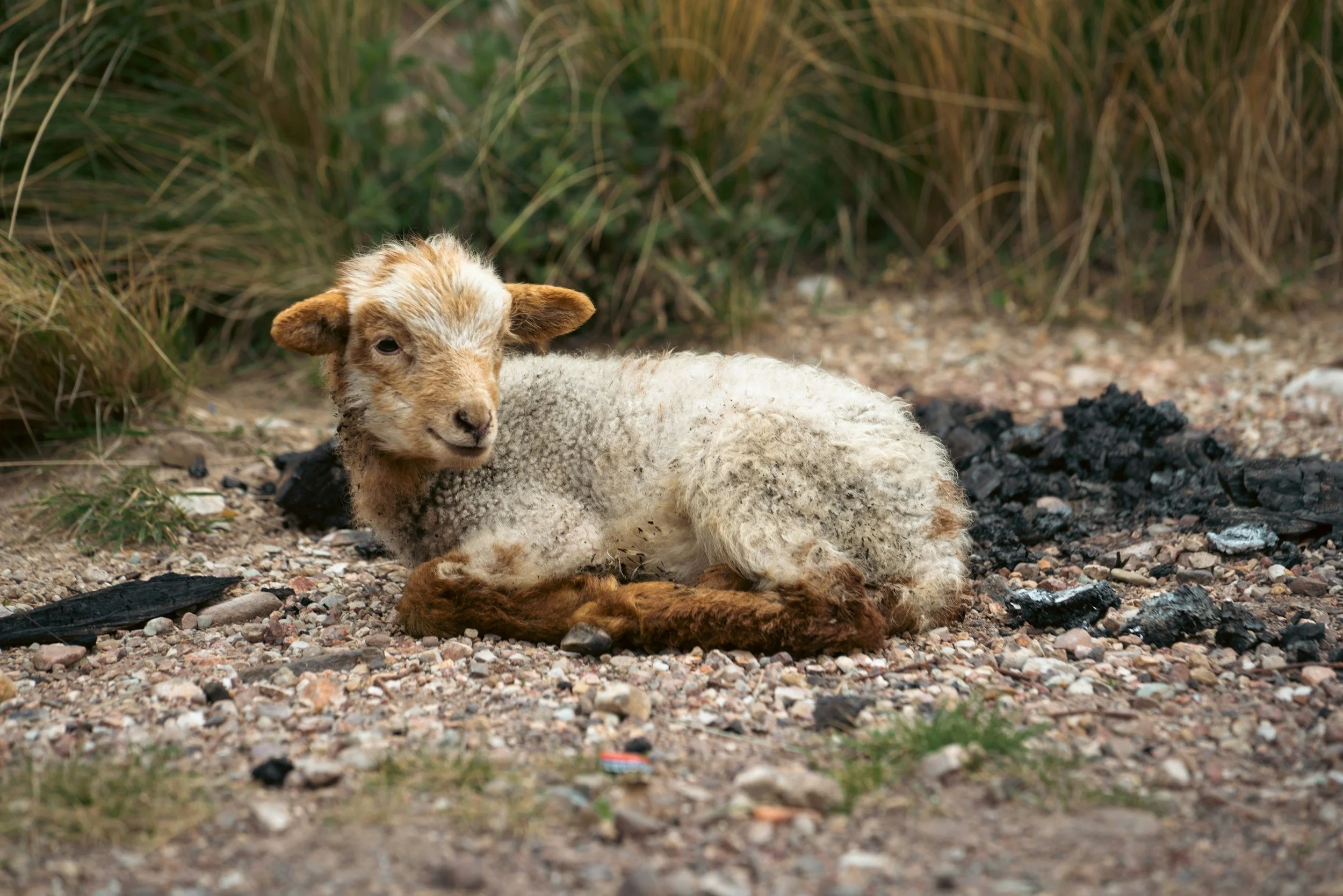 Ep. 334: Discerning the care of Weaker Sheep