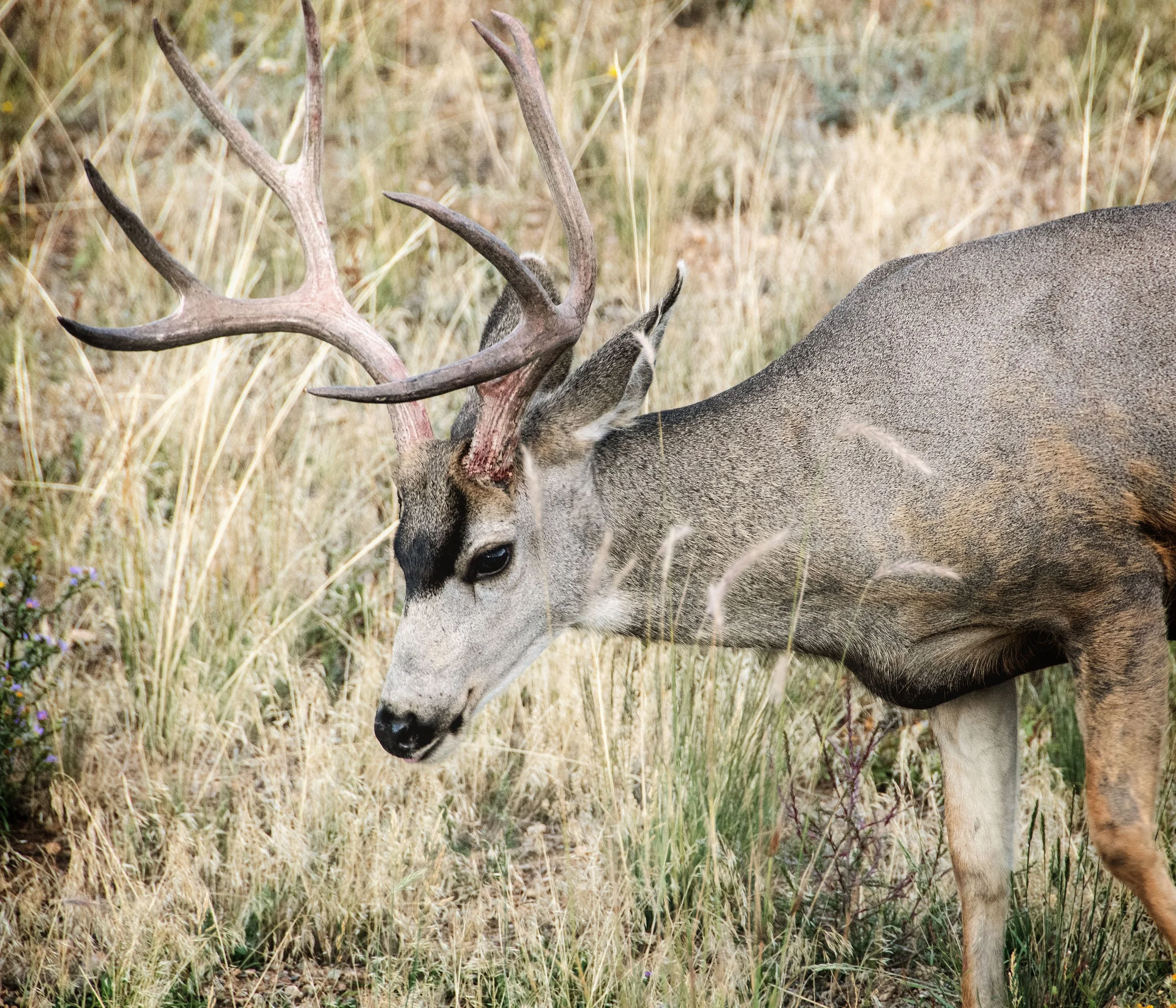 BuckDeer2026.jpg