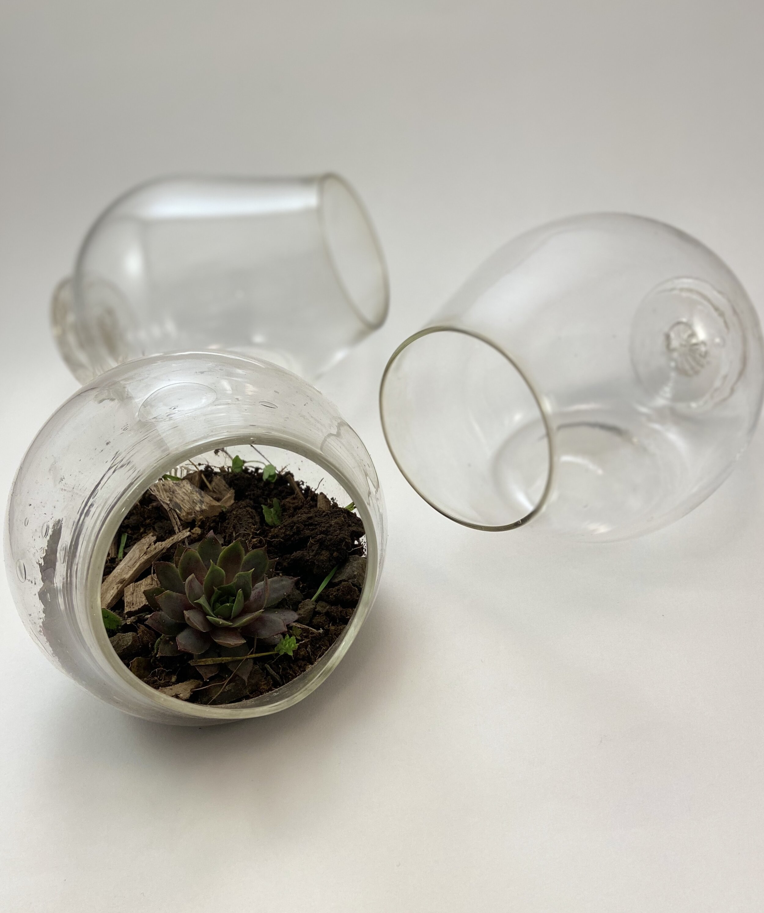 terrariums.jpg