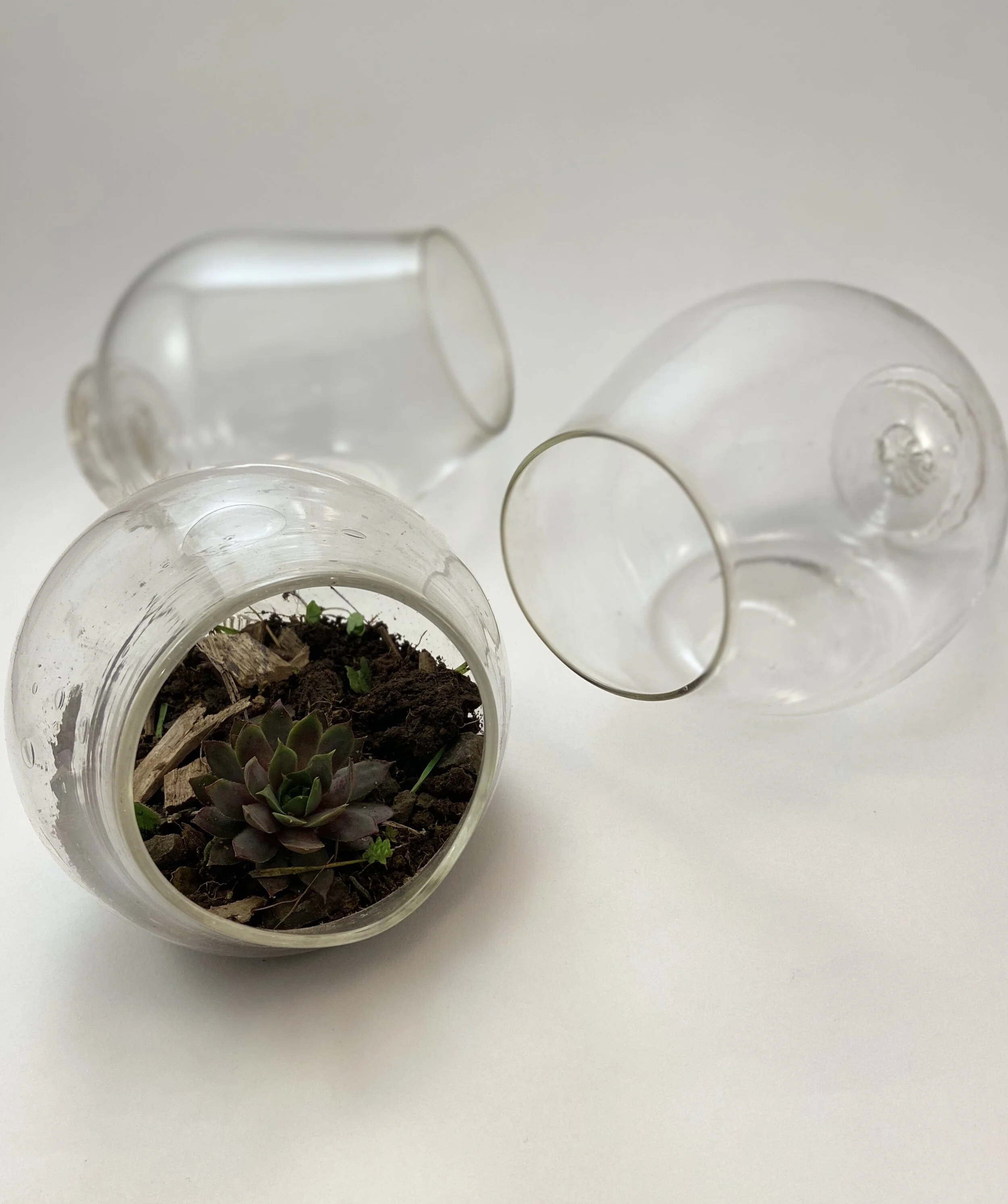 Terrariums 