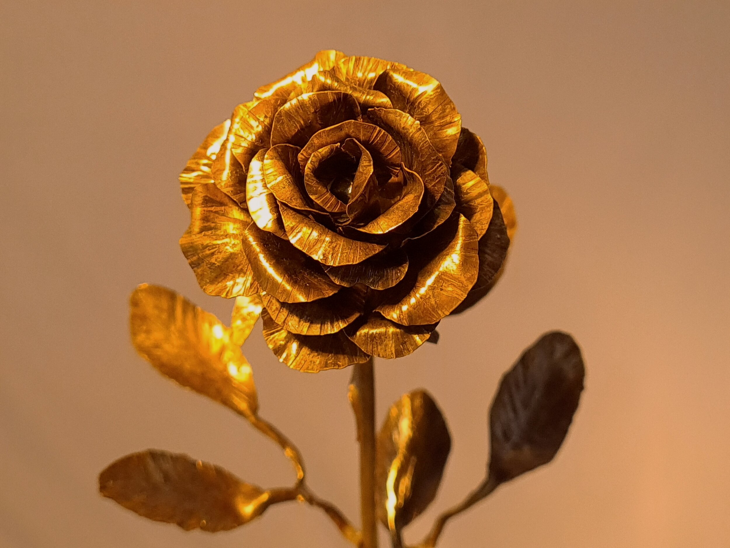 '' Golden '' Rose