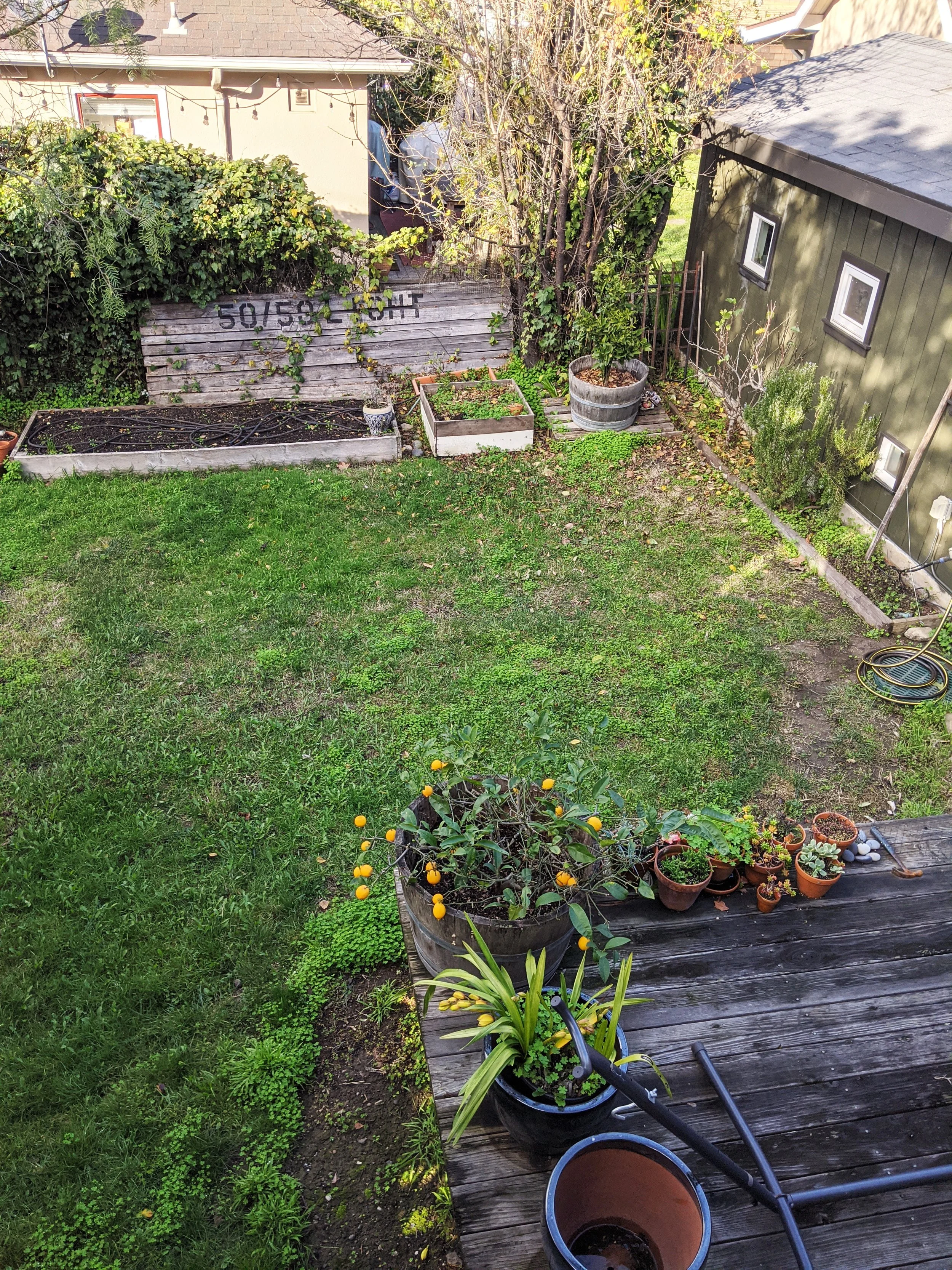 Before image documenting Berkeley garden before complete transformation to vibrant and colorful pollinator garden.