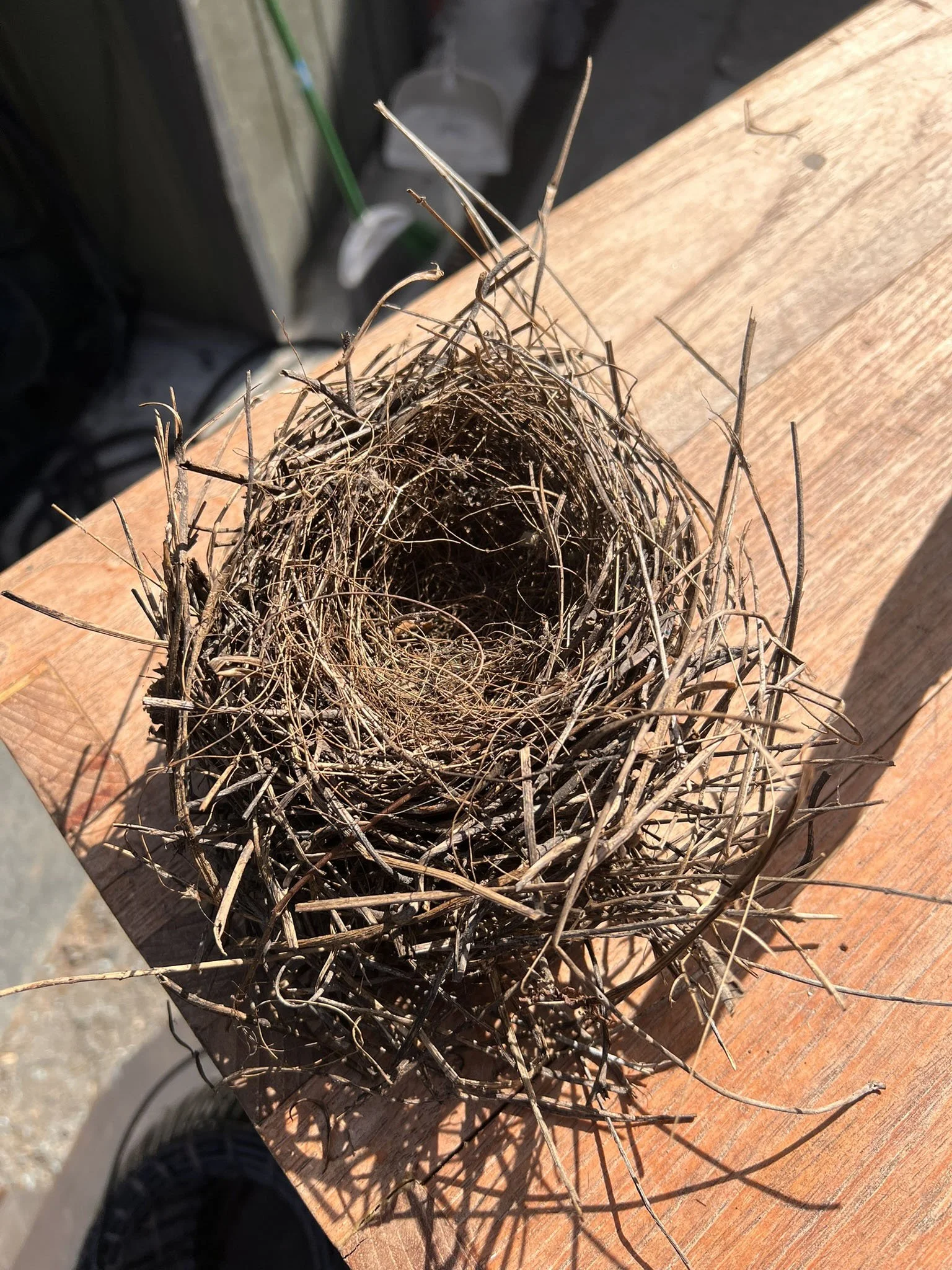 Bird nest found in Berkeley garden during yard renovation.