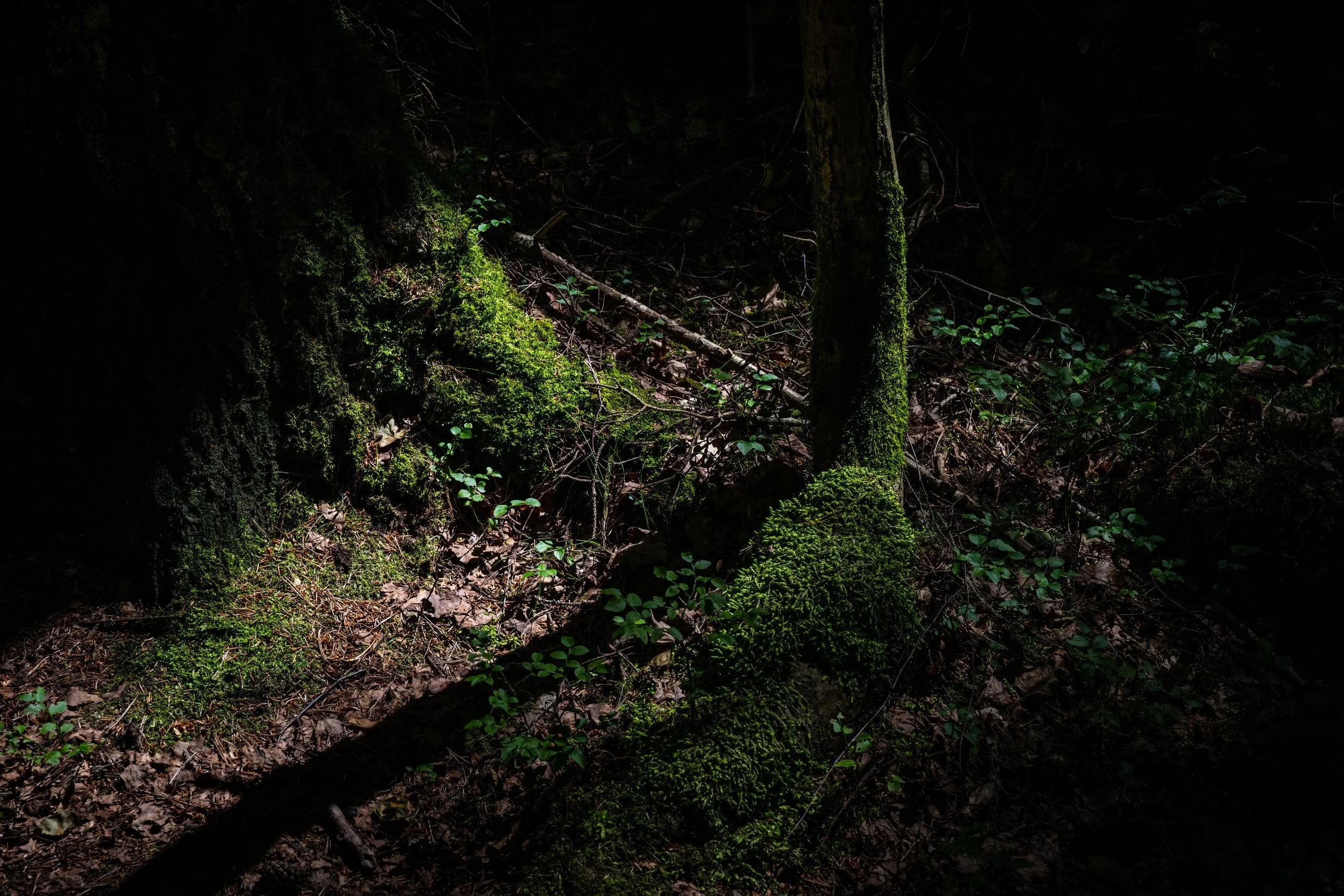 Nordisk skog-2.jpg