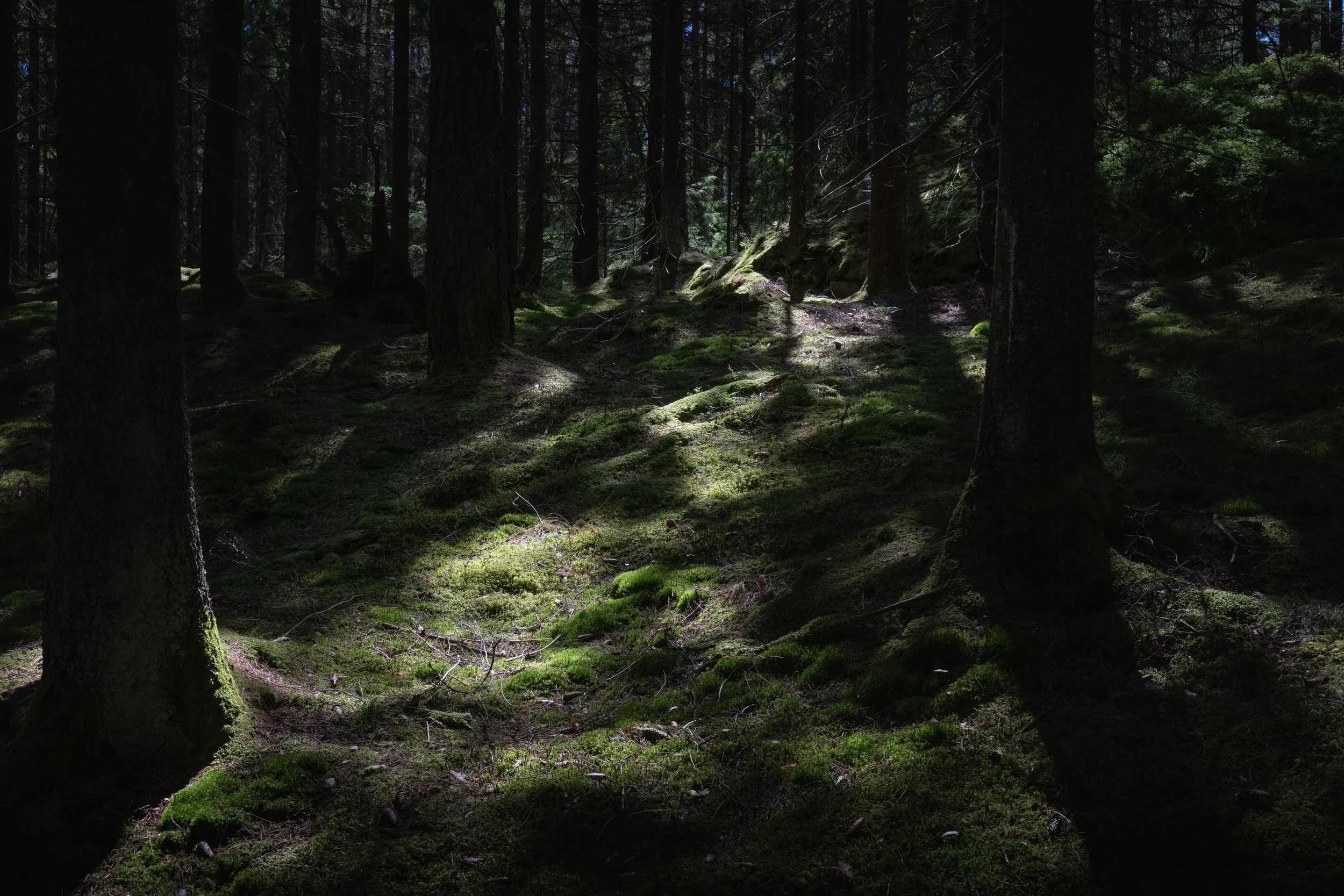 Nordisk skog-5.jpg