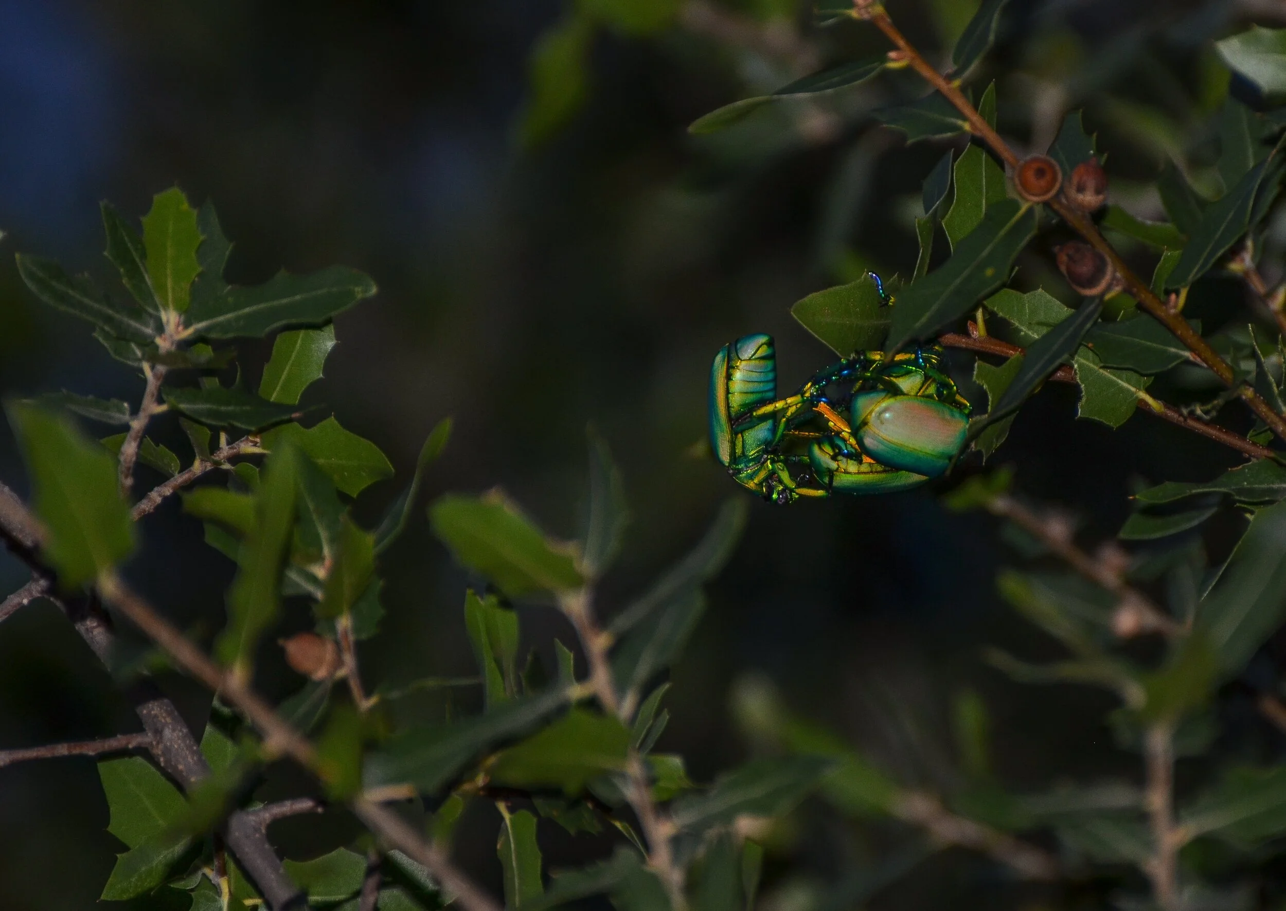 CCF4BB71-7FCE-428A-AB7C-D9FA604A7BFB 2.JPEG