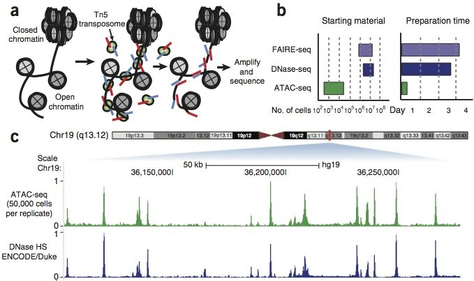 Buenrostro JD, Giresi PG, Zaba LC, Chang HY, and Greenleaf WJ. (2013) "Transposition of native chromatin for fast and sensitive epigenomic profiling of open chromatin, DNA-binding proteins and nucleosome position." Nature Methods