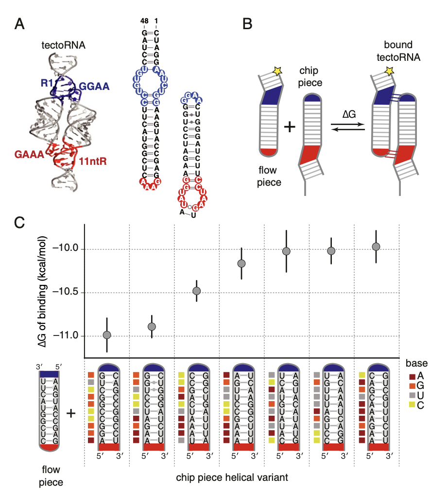 Joseph D. Yesselman, Sarah K. Denny, Namita Bisaria, Daniel Herschlag, William J. Greenleaf, and Rhiju Das (2019) “ Sequence-dependent RNA helix conformational preferences predictably impact tertiary structure formation ” PNAS