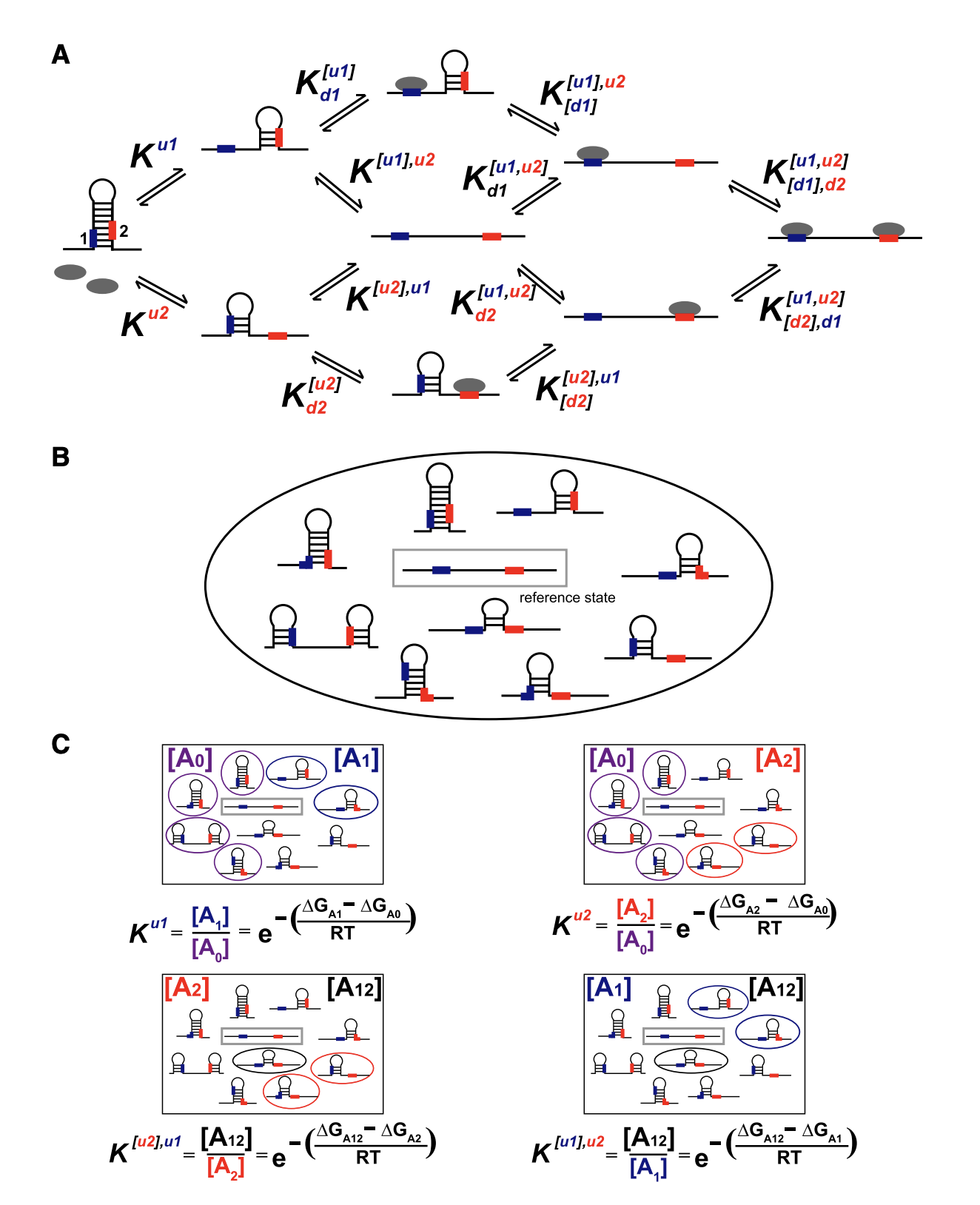 Winston R. Becker, Inga Jarmoskaite, Pavanapuresan P. Vaidyanathan, William J. Greenleaf and Daniel Herschlag (2019) “ Demonstration of protein cooperativity mediated by RNA structure using the human protein PUM2 ” RNA