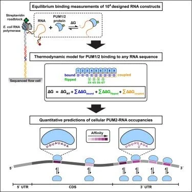 Inga Jarmoskaite, Sarah K. Denny, Pavanapuresan P. Vaidyanathan, Winston R. Becker, Johan O.L. Andreasson, Curtis J. Layton, Kalli Kappe, Varun Shivashankar, Raashi Sreenivasan, Rhiju Das, William J.Greenleaf, Daniel Herschlag (2019) “ A Quantitativ…