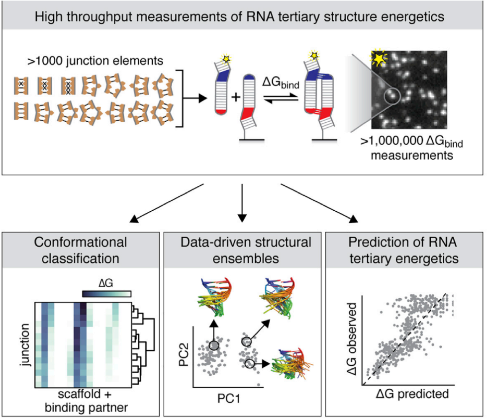 Sarah Knight Denny, Namita Bisaria, Joseph David Yesselman, Rhiju Das, Daniel Herschlag, William James Greenleaf (2018) “ High-Throughput Investigation of Diverse Junction Elements in RNA Tertiary Folding .” Cell
