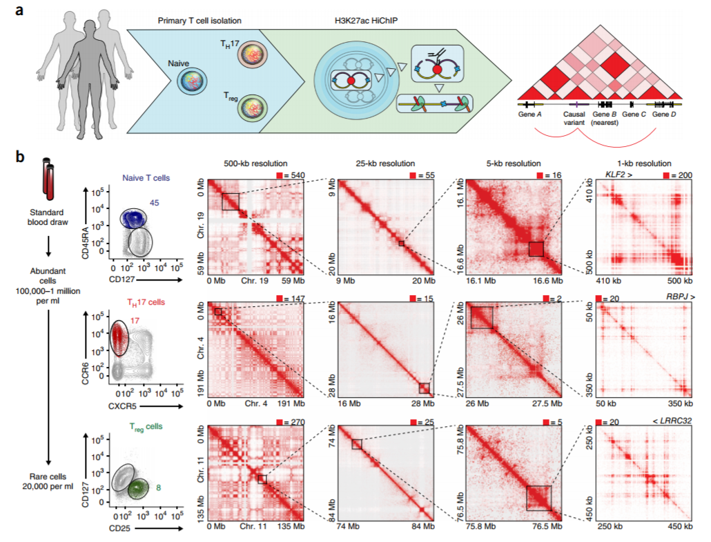 Maxwell R Mumbach, Ansuman T Satpathy, Evan A Boyle, Chao Dai, Benjamin G Gowen, Seung Woo Cho, Michelle L Nguyen, Adam J Rubin, Jeffrey M Granja, Katelynn R Kazane, Yuning Wei, Trieu Nguyen, Peyton G Greenside, M Ryan Corces, Josh Tycko, Dimitre R …