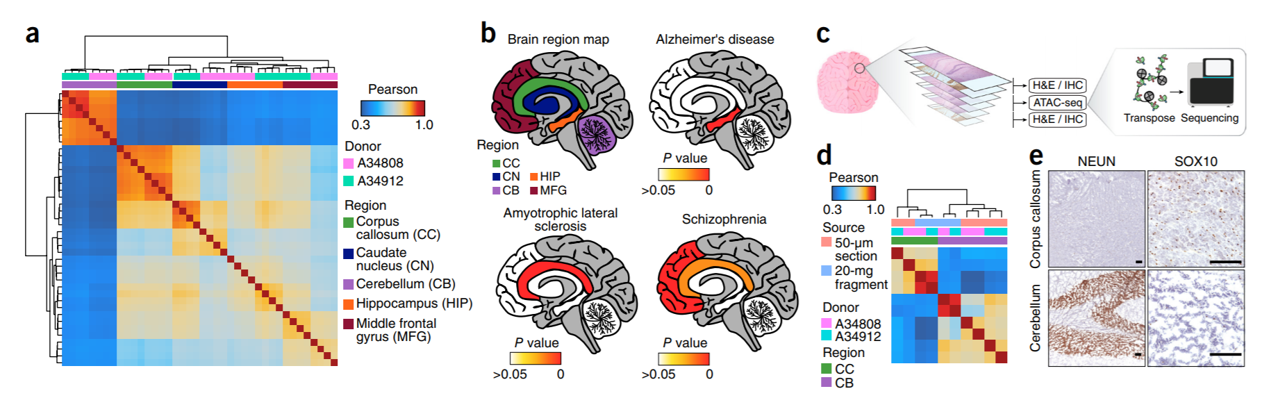 M Ryan Corces, Alexandro E Trevino, Emily G Hamilton, Peyton G Greenside, Nicholas A Sinnott-Armstrong, Sam Vesuna, Ansuman T Satpathy, Adam J Rubin, Kathleen S Montine, Beijing Wu, Arwa Kathiria, Seung Woo Cho, Maxwell R Mumbach, Ava C Carter, Maya…