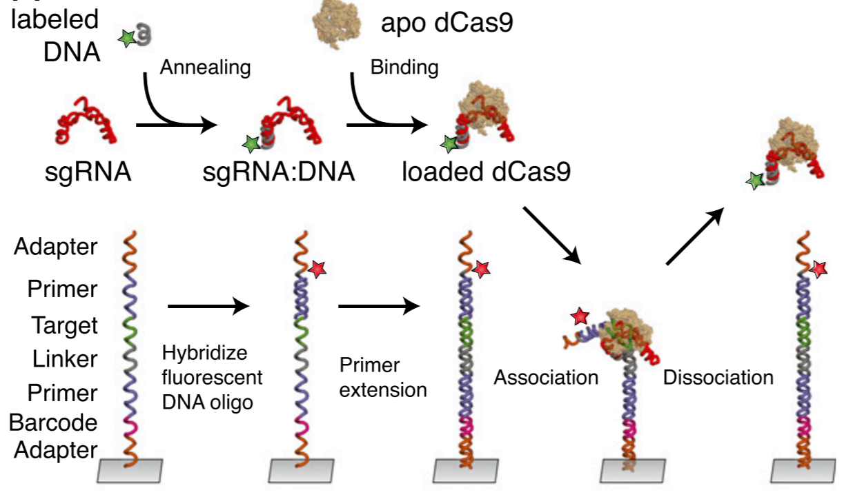 Evan A. Boyle, Johan O. L. Andreasson, Lauren M. Chircus, Samuel H. Sternberg, Michelle J. Wue, Chantal K. Guegler, Jennifer A. Doudna, and William J. Greenleaf.(2017) “High-throughput biochemical profiling reveals sequence determinants of dCas9 off…