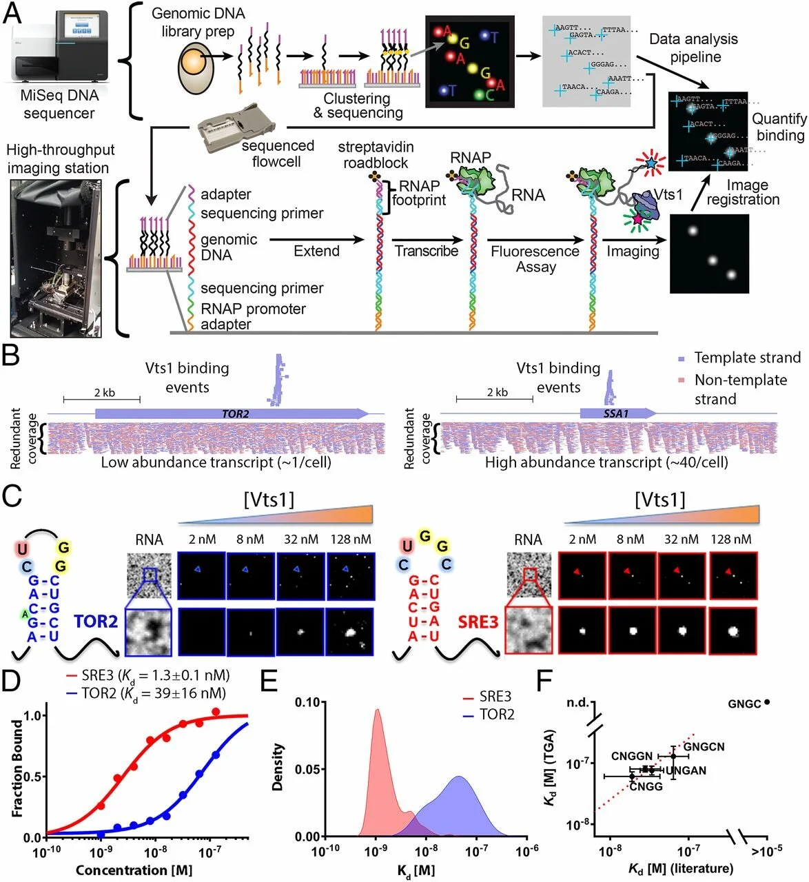 She R*, Chakravarty AK*, Layton CJ*, Chircus LM, Andreasson JOL, Damaraju N, McMahon PL, Buenrostro JD, Jarosz DF§, and Greenleaf WJ§. (2017) “Comprehensive and quantitative mapping of RNA–protein interactions across a transcribed eukaryotic genom” …