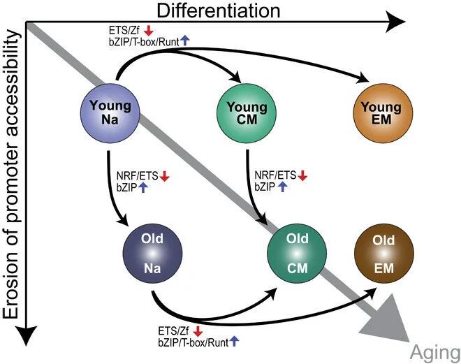 Moskowitz DM, Zhang DW, Hu B, Le Saux S, Yanes RE, Ye Z, Buenrostro JD, Weyand CM, Greenleaf WJ§, and Goronzy JJ§ (2017) “Epigenomics of human CD8 T cell differentiation and aging” Science Immunology