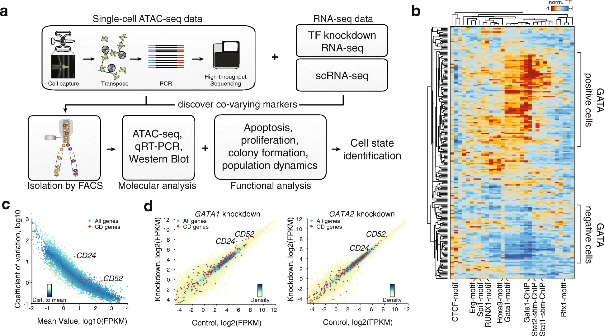 Litzenburger UM, Buenrostro JD, Wu B, Shen Y, Sheffield NC, Kathiria A, Greenleaf WJ, and Chang HY (2017) “Single-cell epigenomic variability reveals functional cancer heterogeneity” Genome Biology