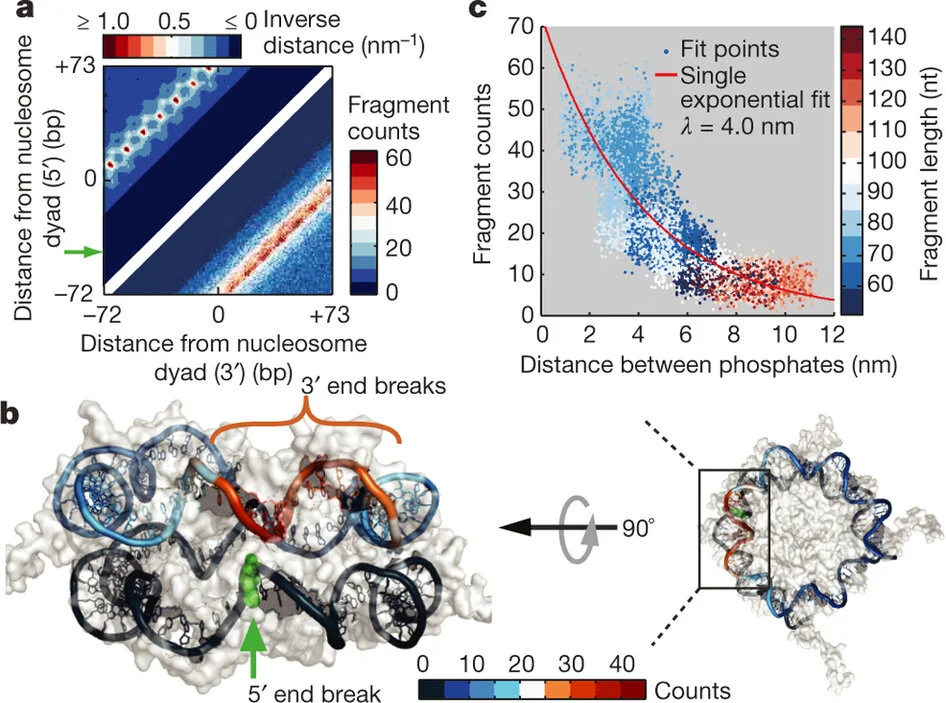 Risca VI, Denny SK, Straight AF, and Greenleaf WJ (2017) “Variable chromatin structure revealed by in situ spatially correlated DNA cleavage mapping” Nature