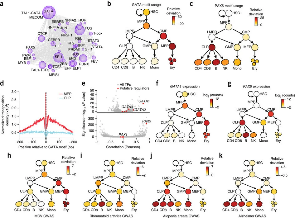 Corces MR*, Buenrostro JD*, Wu B, Greenside PG, Chan SM, Koenig JL, Snyder MP, Pritchard JK, Kundaje A, Greenleaf WJ, Majeti R§, Chang HY§ (2016) “Lineage-specific and single-cell chromatin accessibility charts human hematopoiesis and leukemia evolu…
