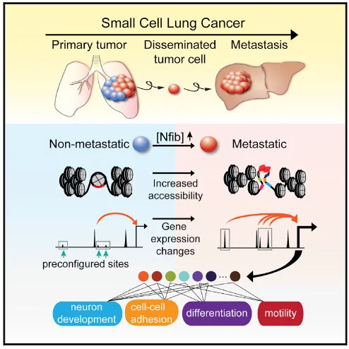 Denny SK*, Yang D*, Chuang C-H, Brady JJ, Lim JS, Grüner BM, Chiou S-H, Schep AN, Baral J, Hamard C, Antoine M., Wislez M, Kong CS, Connolly AJ, Park K-S, Sage J, Greenleaf WJ§, Winslow MM§ (2016) “Nfib promotes Metastasis through a Widespread Incre…