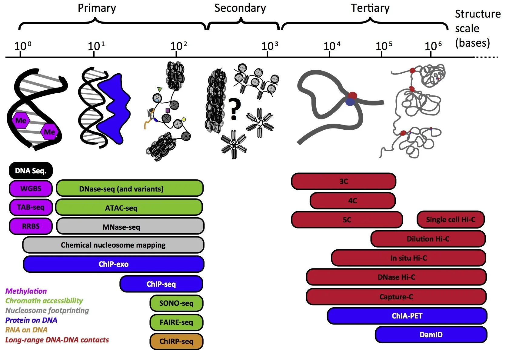 Risca VI, Greenleaf WJ. (2015) "Unraveling the 3D genome: genomics tools for multiscale exploration." Trends in Genetics