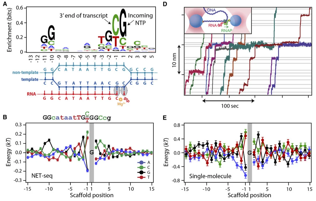Larson MH, Mooney RA, Peters JM, Windgassen T, Nayak D, Gross CA, Block SM, Greenleaf WJ*, Landick R*, Weissman JS*. (2014) "A Pause Sequence Enriched at Translation Start Sites Drives Transcription Dynamics in Vivo." Science