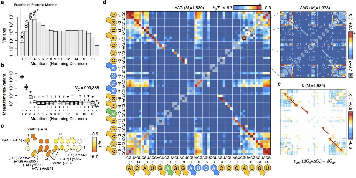 Buenrostro JD*, Araya CL*, Chircus LM, Layton CJ, Chang HY, Snyder MP, and Greenleaf WJ. (2014) "Quantitative analysis of RNA-protein interactions on a massively parallel array reveals biophysical and evolutionary landscapes." Nature Biotechnology