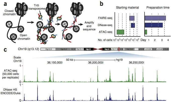 Buenrostro JD, Giresi PG, Zaba LC, Chang HY, and Greenleaf WJ. (2013) "Transposition of native chromatin for fast and sensitive epigenomic profiling of open chromatin, DNA-binding proteins and nucleosome position." Nature Methods