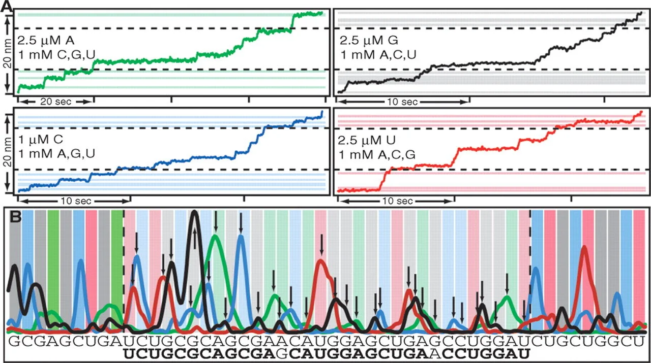 Greenleaf WJ, and Block SM. (2006) “Single-molecule, motion-based DNA sequencing using RNA polymerase.” Science 313:801.