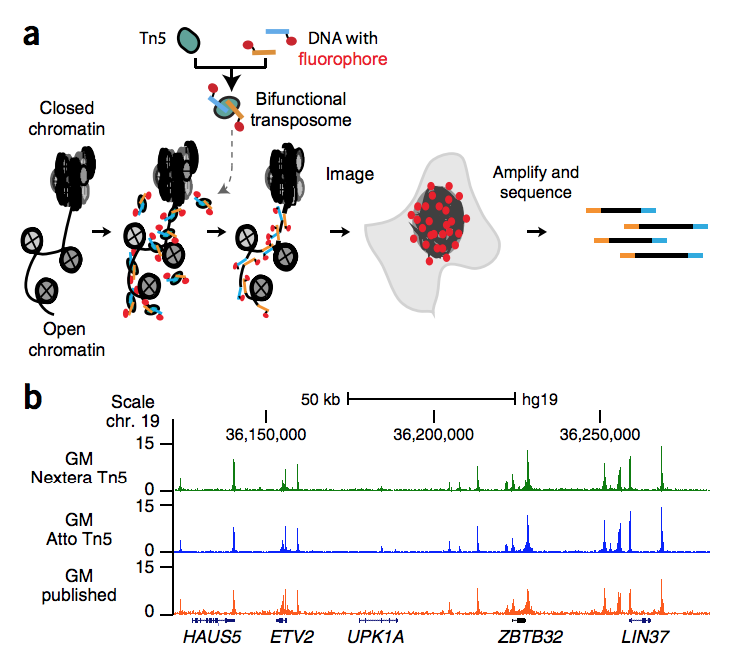 Chen X, Shen Y, Draper W, Buenrostro JD, Litzenburger U, Cho SW, Satpathy AT, Carter AC, Ghosh RP, East-Seletsky A, Doudna JA, Greenleaf WJ, Liphardt JT, and Chang HY (2016) “ATAC-see reveals the accessible genome by transposase-mediated imaging and…