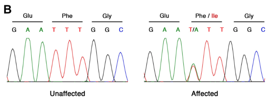 Julien Couthouis, Alya R. Raphael, Carly Siskind, Andrew R. Findlay, Jason D. Buenrostro, William J. Greenleaf, Hannes Vogel, John W. Day, Kevin M. Flanigan, Aaron D. Gitler. (2014) “Exome sequencing identifies a DNAJB6 mutation in a family with dom…