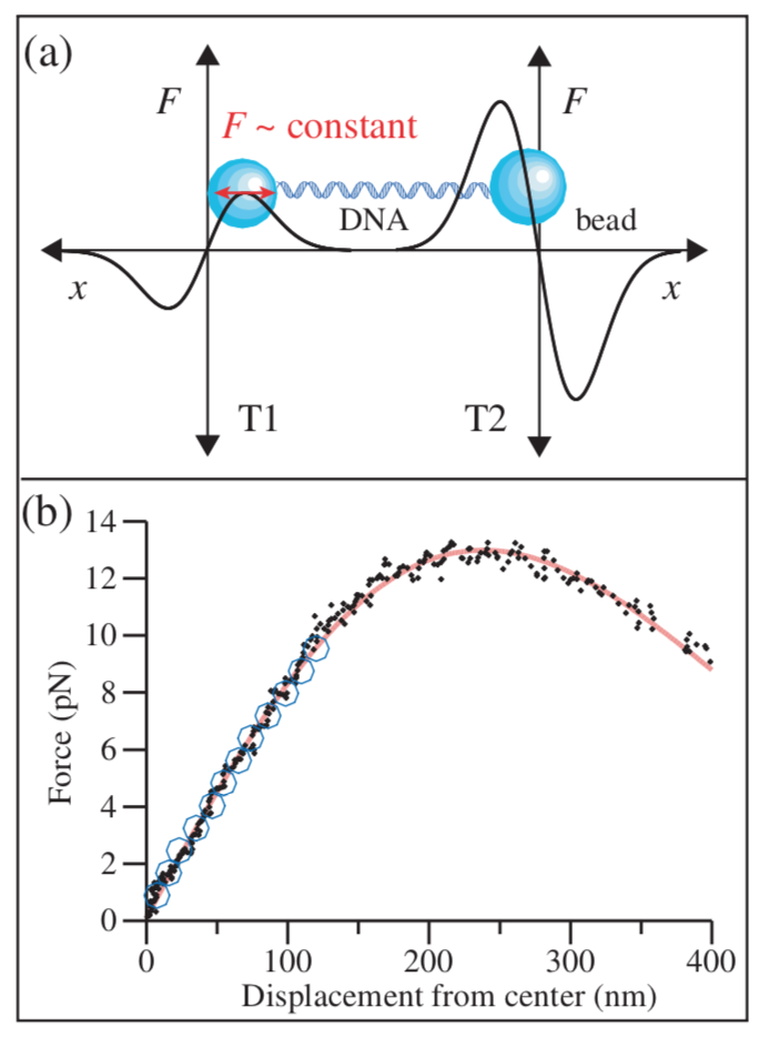 William J. Greenleaf*, Michael T. Woodside*, Elio A. Abbondanzieri, Steven M. Block (2005) “Passive All-Optical Force Clamp for High-Resolution Laser Trapping” Physical Review Letters