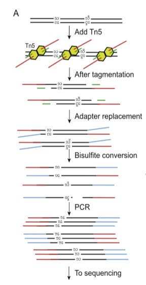 William J. Greenleaf (2015). “Assaying the epigenome in limited numbers of cells” Methods