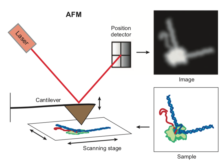 Kristina M. Herbert, William J. Greenleaf, Steven M. Block (2008). “Single-Molecule Studies of RNA Polymerase: Motoring Along” Annual Review Biochemistry
