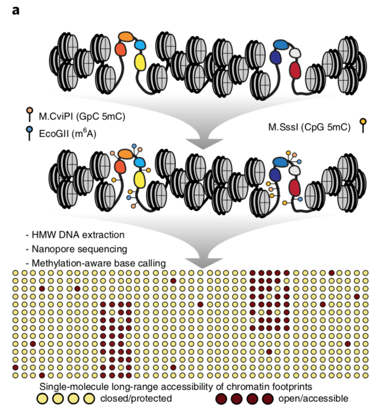 Zohar Shipony, Georgi K. Marinov, Matthew P. Swaffer, Nicholas A. Sinnott-Armstrong, Jan M. Skotheim, Anshul Kundaje, William J. Greenleaf (2020) “Long-range single-molecule mapping of chromatin accessibility in eukaryotes” Nature Methods