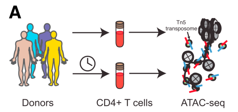 Kun Qu, Lisa C. Zaba, Paul G. Giresi, Rui Li, Michelle Longmire, Youn H. Kim, William J. Greenleaf, Howard Y. Chang (2015) “Individuality and Variation of Personal Regulomes in Primary Human T Cells“ Cell