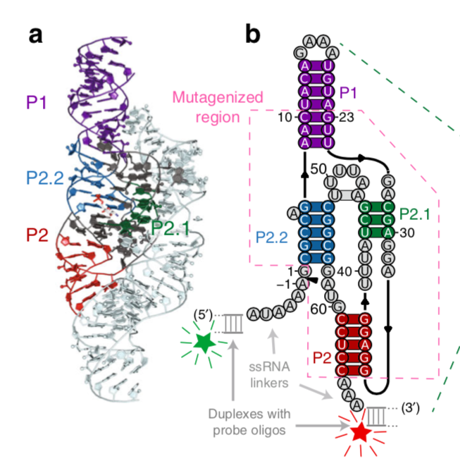 Johan O. L. Andreasson, Andrew Savinov, Steven M. Block, William J. Greenleaf (2020) “Comprehensive sequence-to-function mapping of cofactor-dependent RNA catalysis in the glmS ribozyme” Nature Communications
