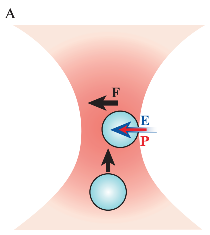 Braulio Gutiérrez-Medina, Johan O.L. Andreasson, William J. Greenleaf, Arthur LaPorta, Steven M.Block (2010) “An Optical Apparatus for Rotation and Trapping” Methods in Enzymology