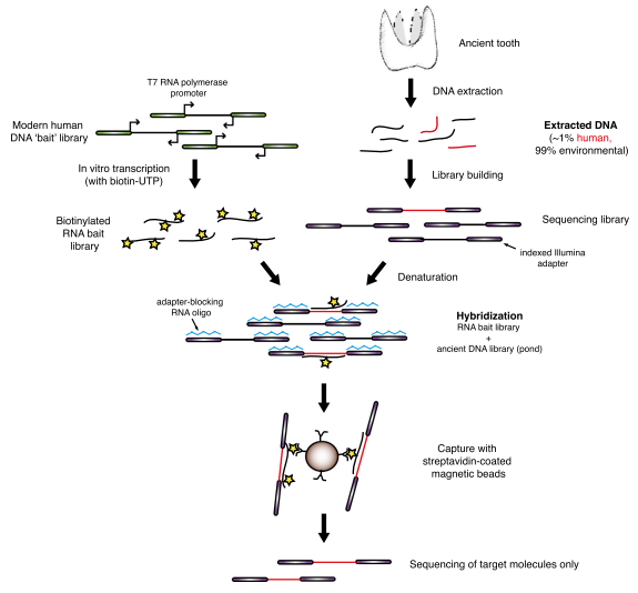 Meredith L. Carpenter, Jason D. Buenrostro, Cristina Valdiosera, Hannes Schroeder, Morten E. Allentoft, Martin Sikora, Morten Rasmussen, Simon Gravel, Sonia Guillén, Georgi Nekhrizov, Krasimir Leshtakov, Diana Dimitrova, Nikola Theodossiev, Davide P…