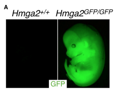 Shin-Heng Chiou, Caroline Kim-Kiselak, Viviana I. Risca, Megan K. Heimann, Chen-Hua Chuang, Aurora A. Burds, William J. Greenleaf, Tyler E. Jacks, David M. Feldser, Monte M. Winslow (2014) “A Conditional System to Specifically Link Disruption of Pro…