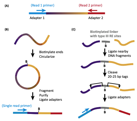 Viviana I. Risca, William J. Greenleaf (2015) “Beyond the Linear Genome: Paired-End Sequencing as a Biophysical Tool” Trends in Cell Biology