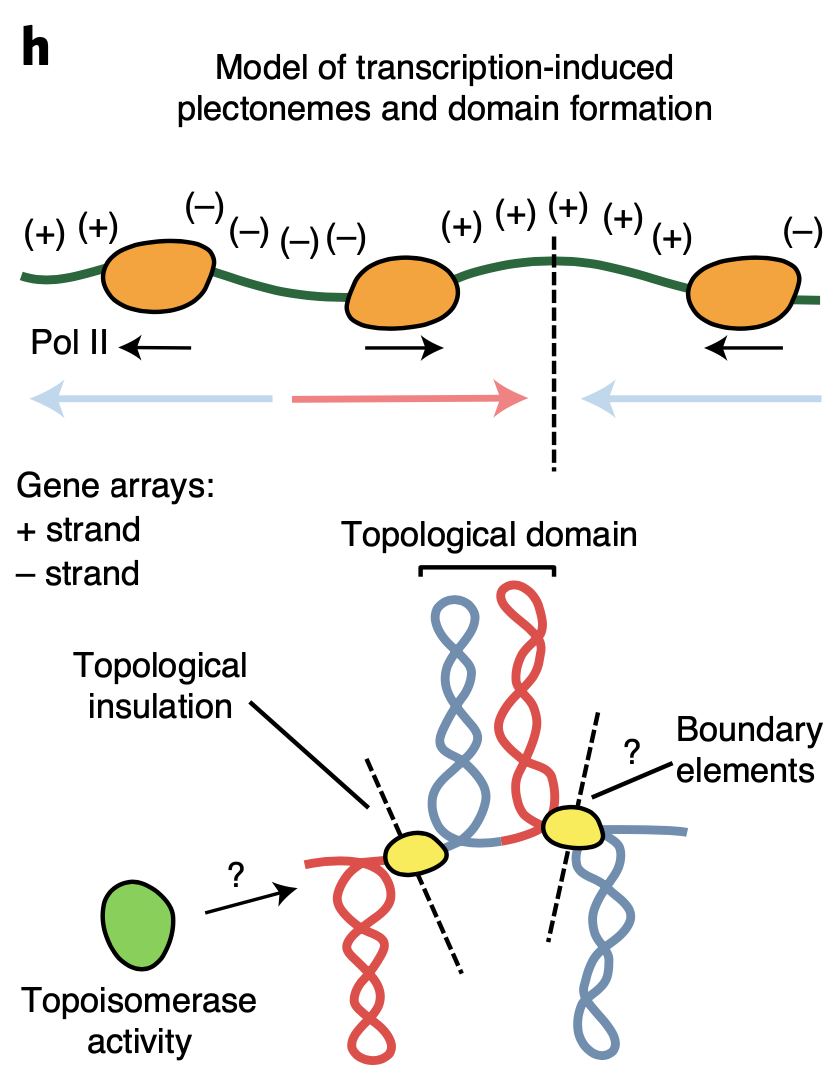 Georgi K. Marinov, Alexandro E. Trevino, Tingting Xiang, Anshul Kundaje, Arthur R. Grossman, William J. Greenleaf (2021) “Transcription-dependent domain-scale three-dimensional genome organization in the dinoflagellate Breviolum minutum” Nature Genetics.