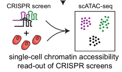 Sarah E. Pierce, Jeffrey M. Granja, William J. Greenleaf (2021) “High-throughput single-cell chromatin accessibility CRISPR screens enable unbiased identification of regulatory networks in cancer” Nature Communications.