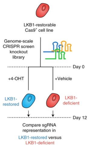 Sarah E. Pierce, Jeffrey M. Granja, M. Ryan Corces, Jennifer J. Brady, Min K. Tsai, Aubrey B. Pierce, Rui Tang, Pauline Chu, David M. Feldser, Howard Y. Chang, Michael C. Bassik, William J. Greenleaf, Monte M. Winslow (2021) “LKB1 inactivation modulates chromatin accessibility to drive metastatic progression” Nature Cell Biology