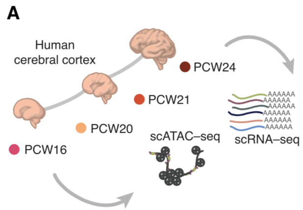 Alexandro E. Trevino, Fabian Muller, Jimena Andersen, Laksshman Sundaram, Arwa Kathiria, Anna Shcherbina, Kyle Farh, Howard Y. Chang, Anca M. Pașca, Anshul Kundaje, Sergiu P. Pașca, William J. Greenleaf (2021) “Chromatin and gene-regulatory dynamics of the developing human cerebral cortex at single-cell resolution”