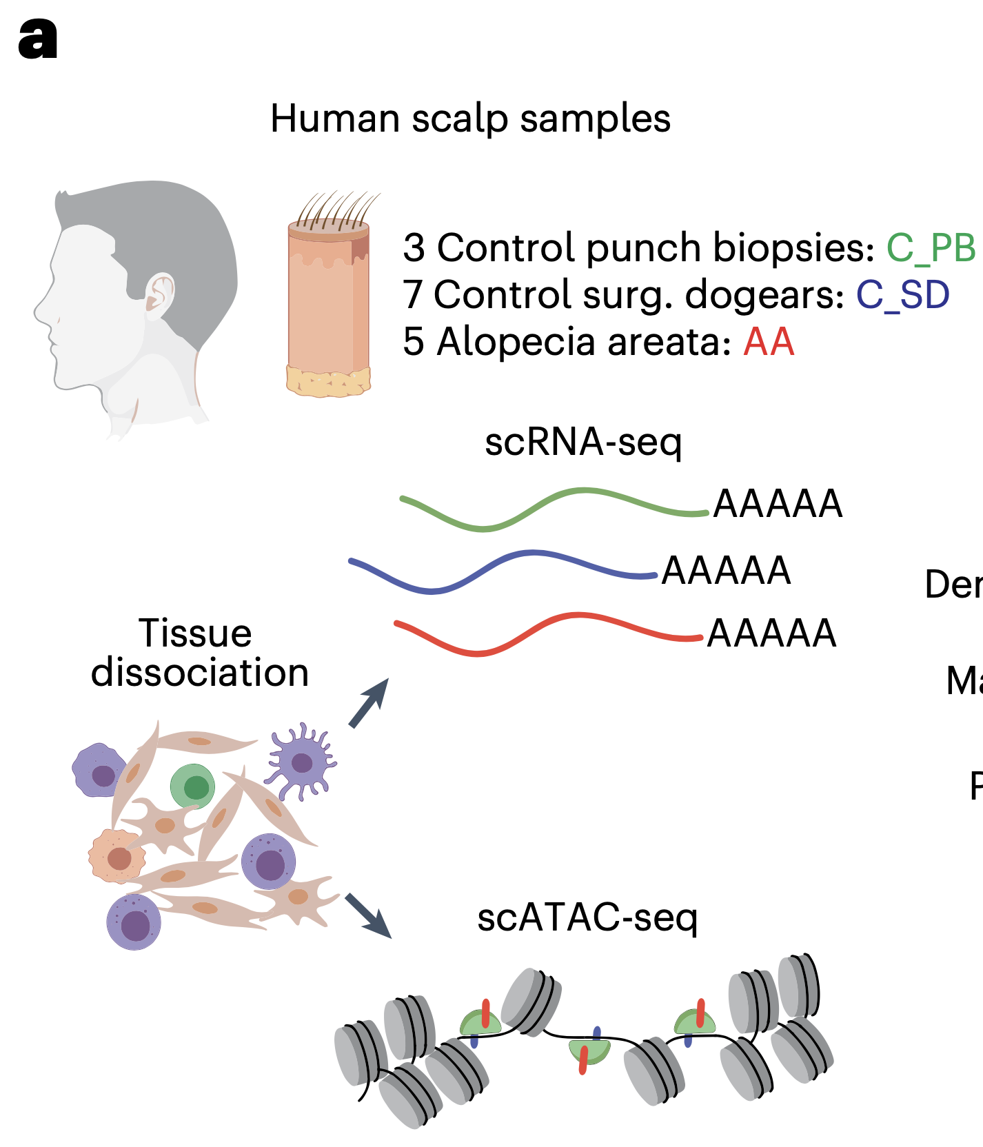 A network-guided protocol to discover susceptibility genes in