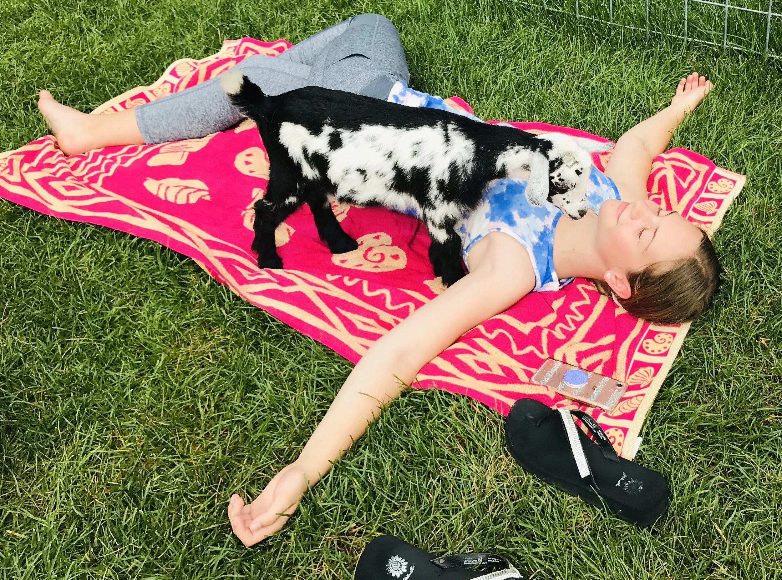 Baby Goat Yoga — Oh Ma Goats Farm