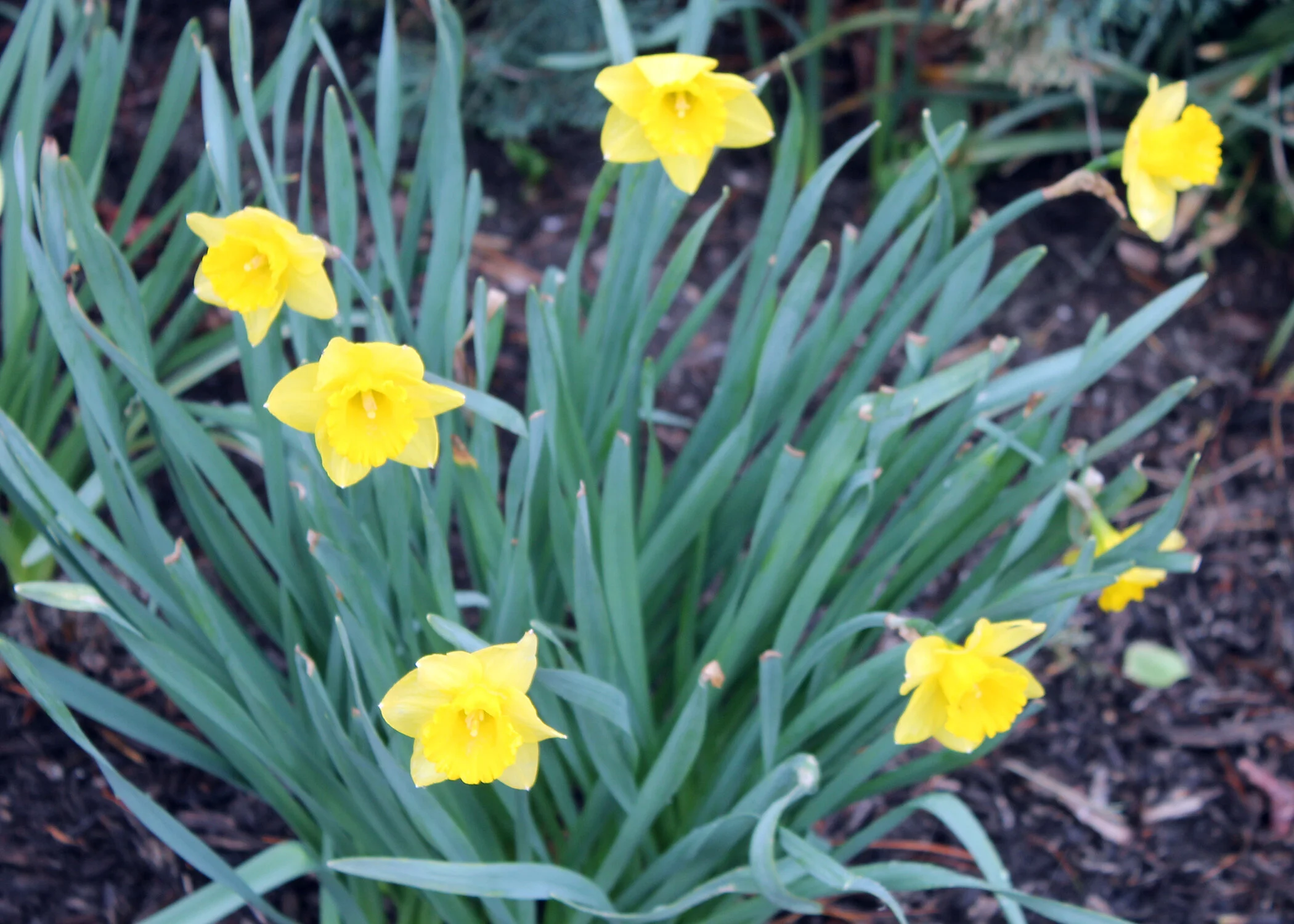 Signs of Hope:&nbsp;The flowers are blooming on the grounds here at Mt. Assisi Place, offering colorful, hopeful glimpses of spring, as we endure these extraordinary times.