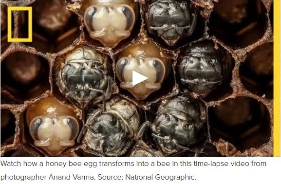 Honey bee egg to adult time-lapse